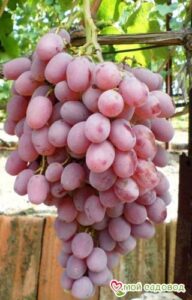 Виноград Тайфи розовый в Печорае
