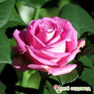 Роза чайно-гибридная Аква в Печорае