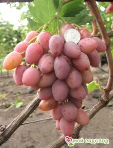 Виноград Днестровский розовый в Печорае