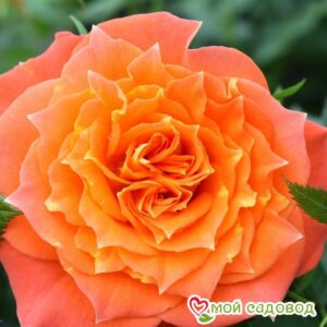 Роза Мандарин в Печорае