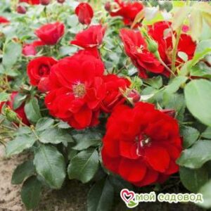 Роза Центро-Розе в Печорае