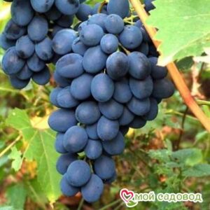Ароматный и сладкий виноград “Августа” в Печорае