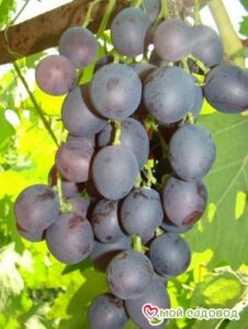 Виноград Астра в Печорае