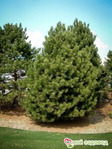 Сосна Чёрная (Pinus Nigra) в Печорае