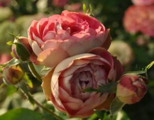 Роза Акрополис в Печорае