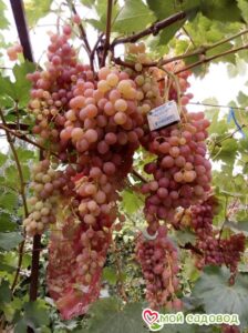 Виноград Лучистый в Печорае