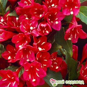 Вейгела цветущая “Ред Принц” в Печорае