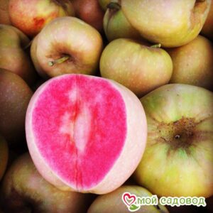 Яблоня Розовый жемчуг в Печорае