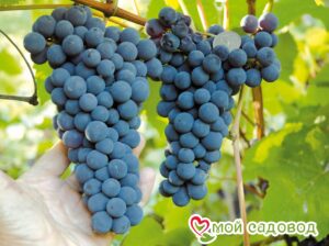 Виноград Амурский синий в Печорае