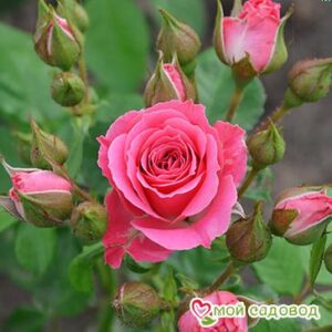 Роза Спрей розовый в Печорае