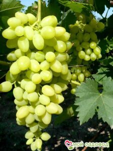 Виноград Осенний крупноплодный в Печорае
