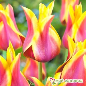 Тюльпан лилиецветный Баллада Дрим в Печорае