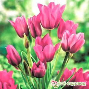 Тюльпан многоцветковый Пурпл Букет в Печорае