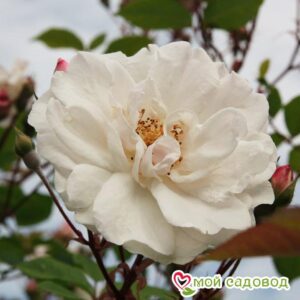 Роза Белый каскад в Печорае