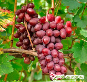 Виноград Виктория винная в Печорае