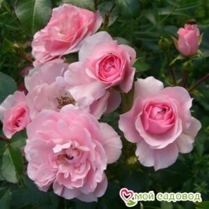 Роза полиантовая Bonica (Боника) в Печорае