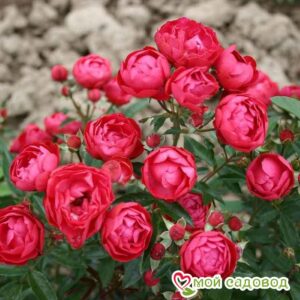 Роза полиантовая Морздаг Ред (Morsdag Red) в Печорае