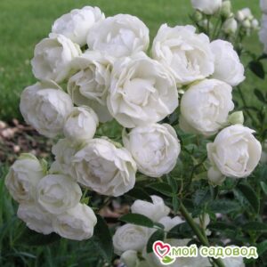 Роза полиантовая Морздаг Уайт (Morsdag White) в Печорае
